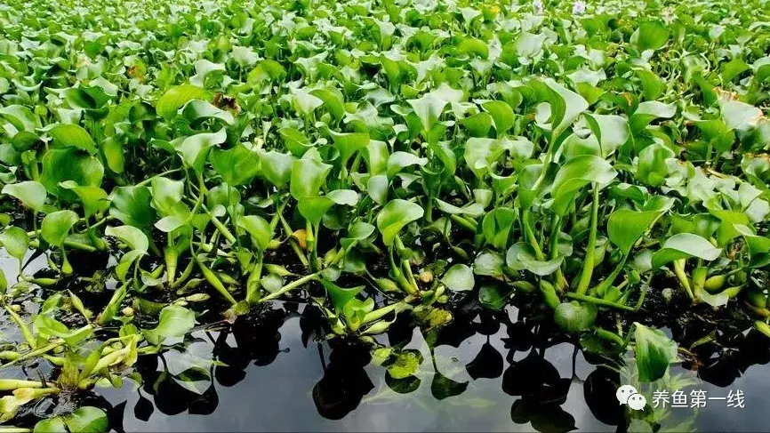 春天鱼类繁殖季节来了——鱼巢：繁殖黏性鱼卵鱼类的必备着卵物 - 知乎