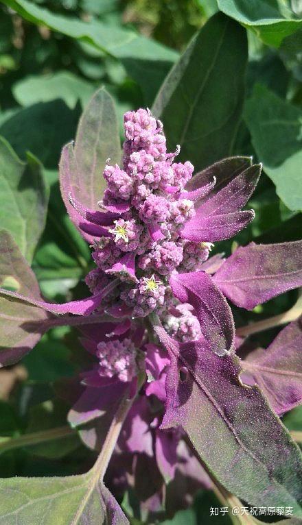 高原藜麦正值花期看看藜麦开花长什么样