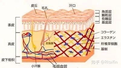 什么是人工植皮技术？ - 知乎