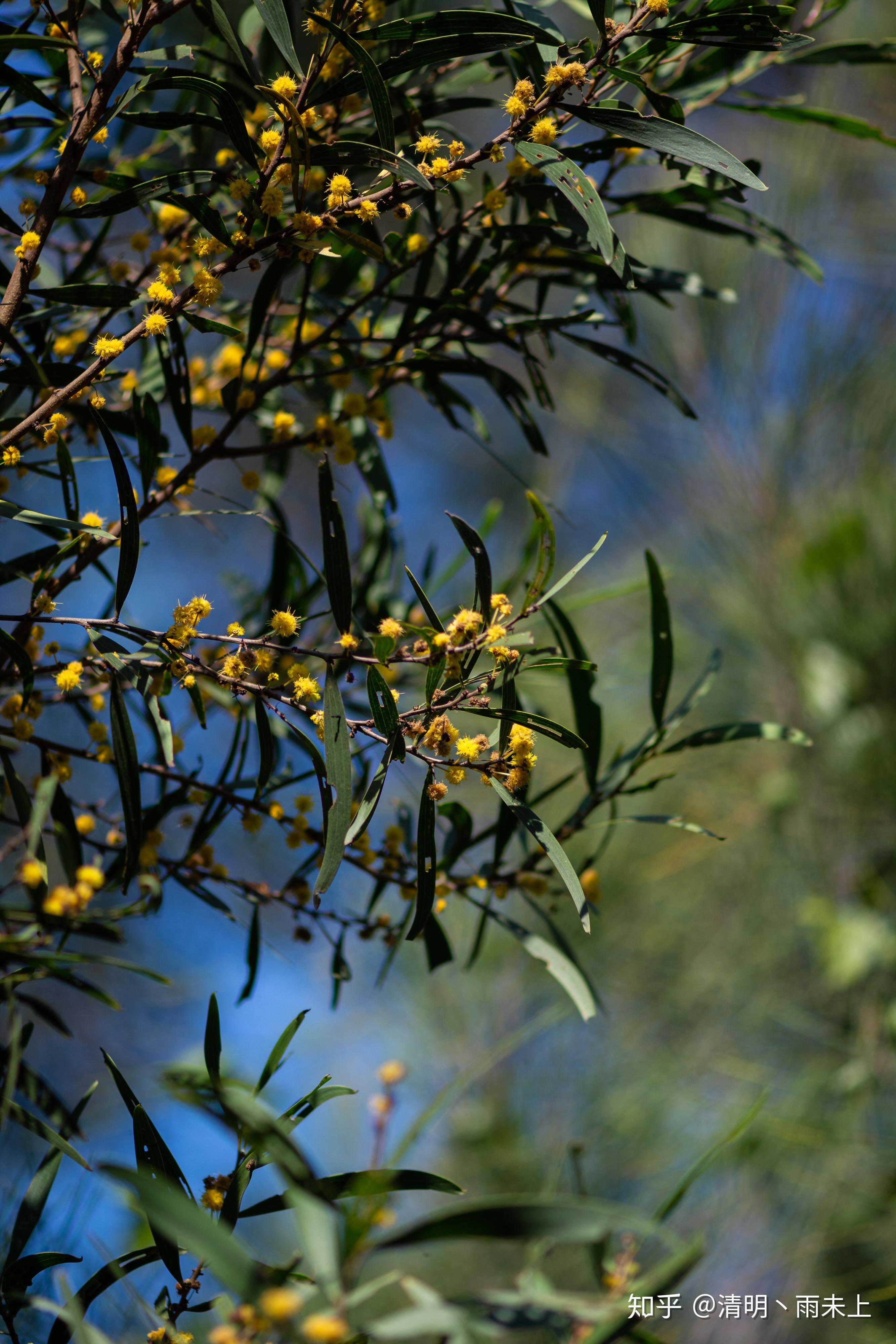 科属:豆科,相思树属别名:相思树,台湾相思树图片