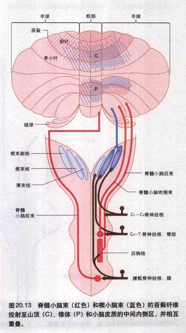 和前庭神经核(次级)发出的纤维,经小脑下脚至小脑皮质的绒球小揭抖