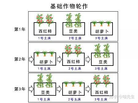 如何在小菜园上进行一年生蔬菜轮作 - 知乎