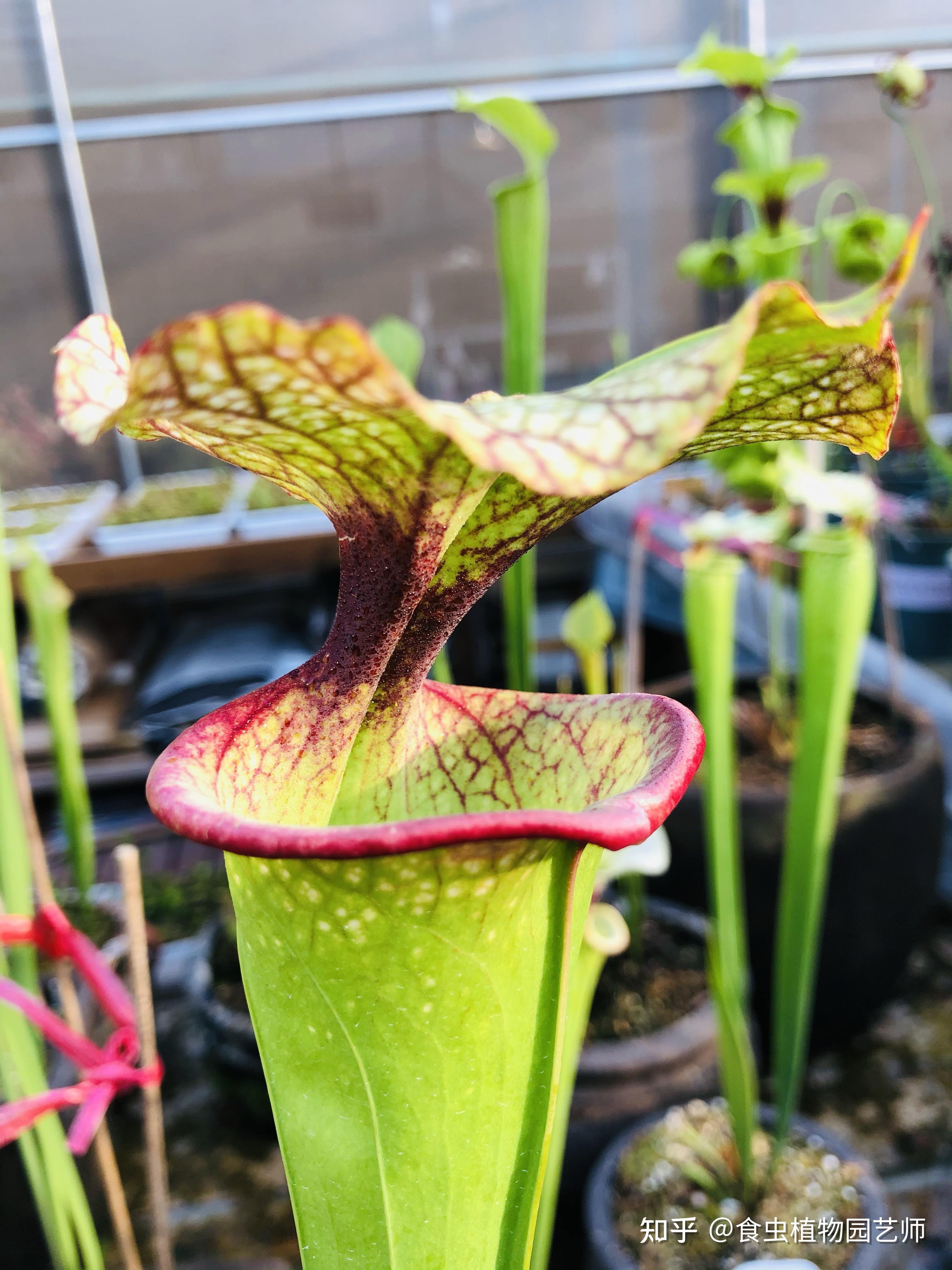 mk h113瓶子草 食虫植物瓶子草 sarracenia" adrian slack 简称as