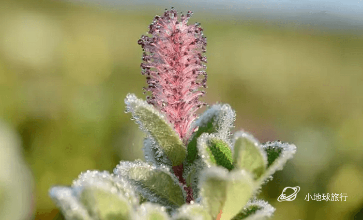 顽强的植物俄罗斯堪察加kamchatka小众旅行攻略