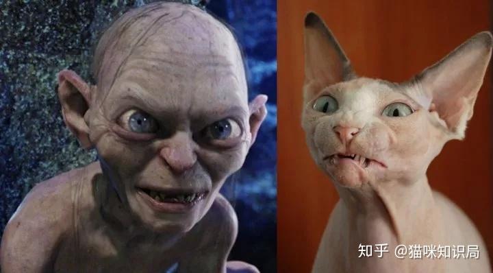 在普遍人的印象中,无毛猫长得很凶,两只耳朵尖尖地竖起来,瞪着纤长的
