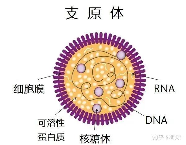 新冠肺炎病原体图片