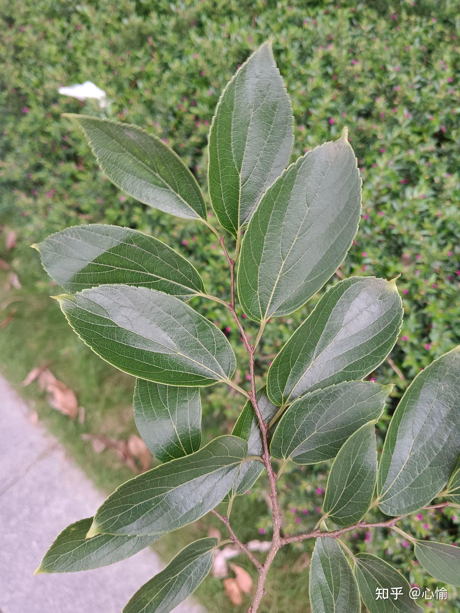 刚刚拍到朴树的叶子和果实,如图.追琢其章,金玉其相