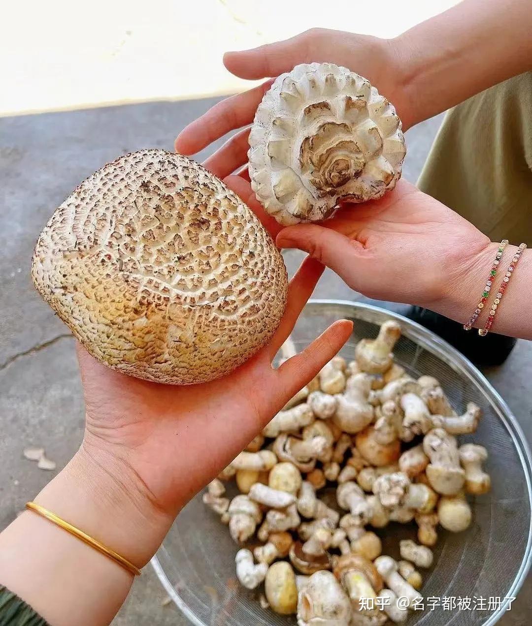 新疆哈密-----巴里坤野蘑菇96