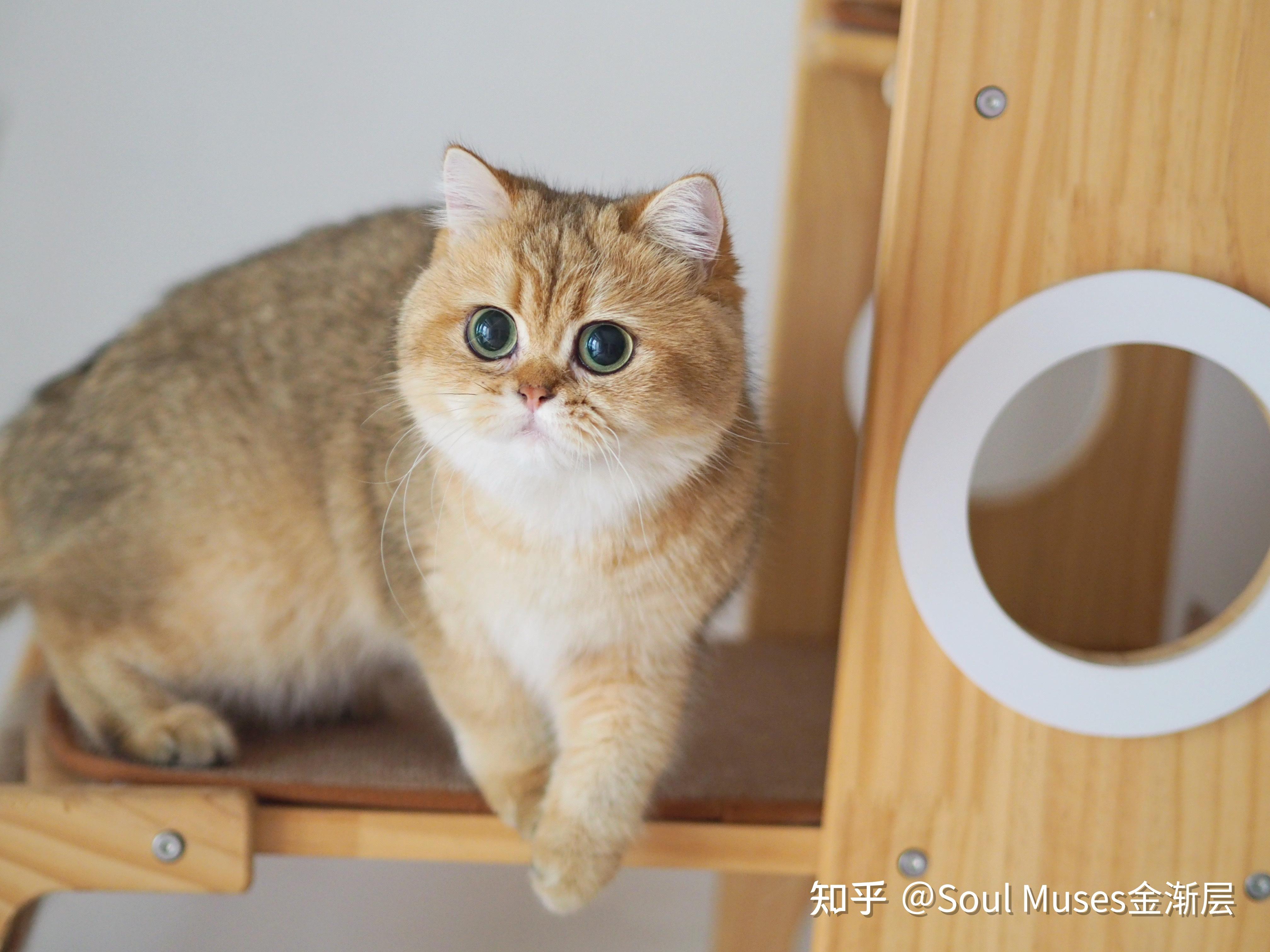 金渐层血线真的很重要 soul muses金渐层 wcf,fife