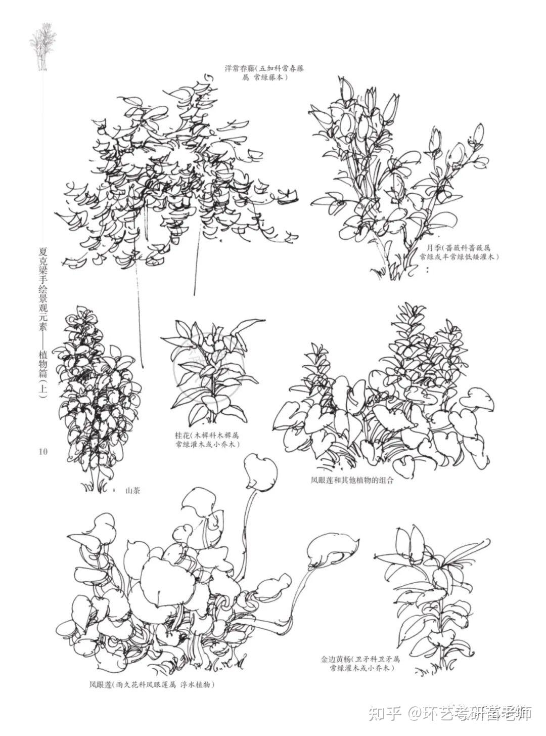 500种景观植物手绘临摹合集