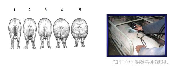 猪用B超对母猪背膘眼肌面积的检测 - 知乎