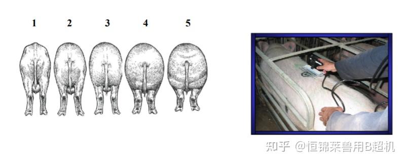 猪用B超对母猪背膘眼肌面积的检测 - 知乎