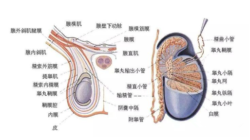 睪丸,男人的性發動機 - 知乎