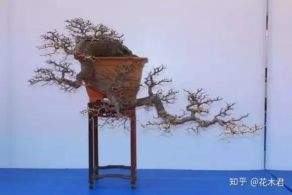 经常容易和临水式造型相混淆,笔者在前面介绍临水式盆景造型时简单