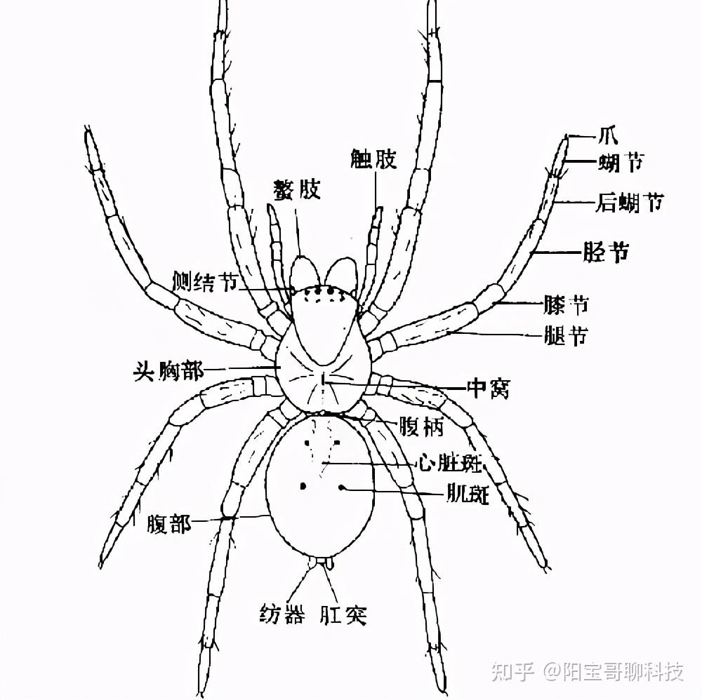 蜘蛛图片和介绍图片