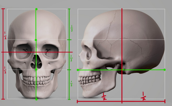 头骨比例画法步骤图片