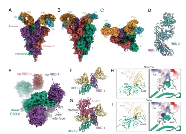 中国科学家联合攻关毒奥密克戎变异株刺突蛋白，解开与受体和抗病毒抗体的复合物结构 知乎 6437