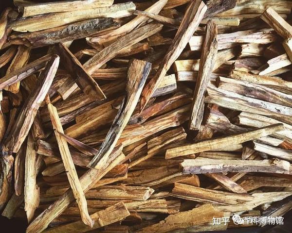 一种不神圣的神圣香料——秘鲁圣木 - 知乎