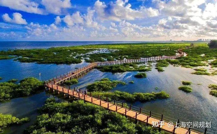 “海洋绿肺”红树林，让我们一起保护它！ - 知乎