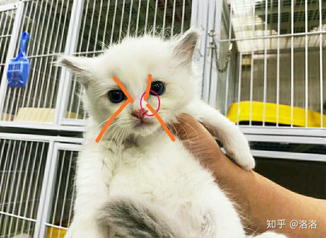 这只布偶小猫能看出面具不对称吗