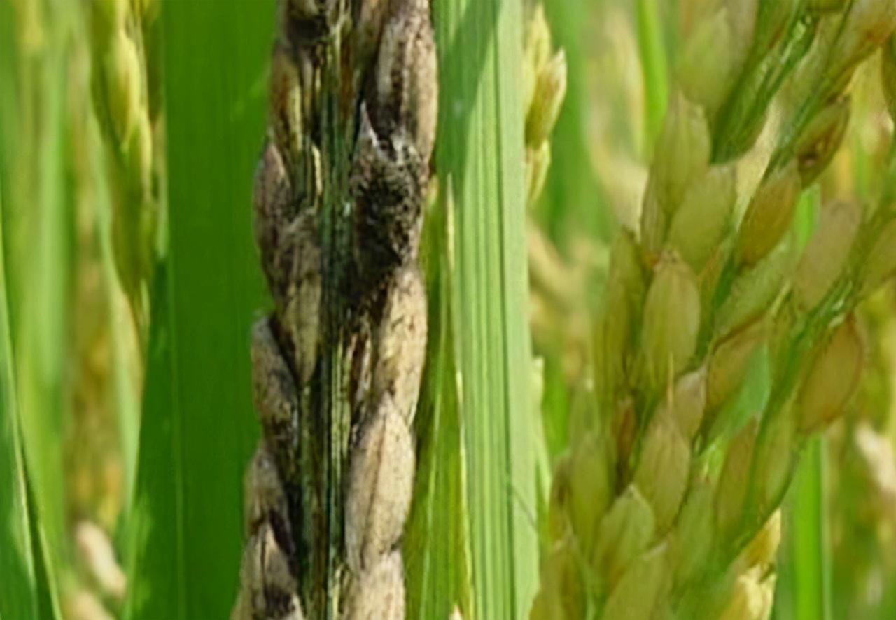 稻粒黑粉病影响水稻产量如何防治最有效