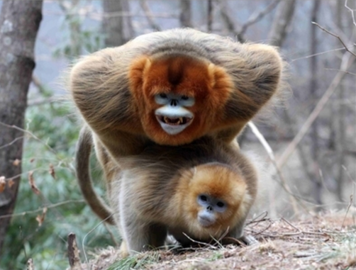 母猴子会半啪在地上,屁股高高抬起到丁丁的位置方便公猴子抽插