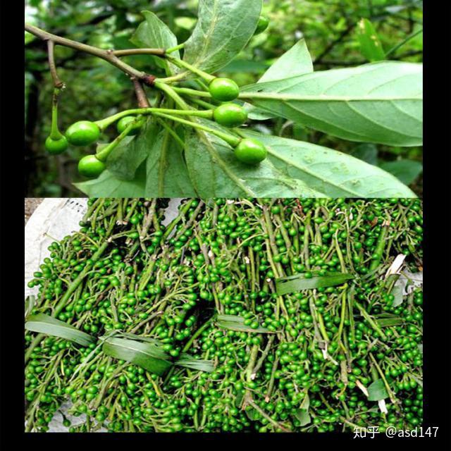 重慶的大山中生長著一種樹,野生山胡椒樹,它的花果都可以食用.