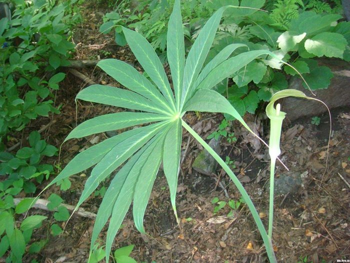 常见天南星科观赏植物分类(多图长文 知乎