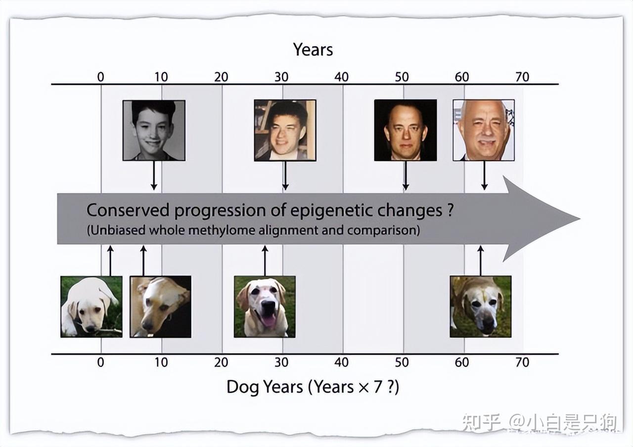 狗一歲人七歲已得到科學證實最新年齡換算表來了