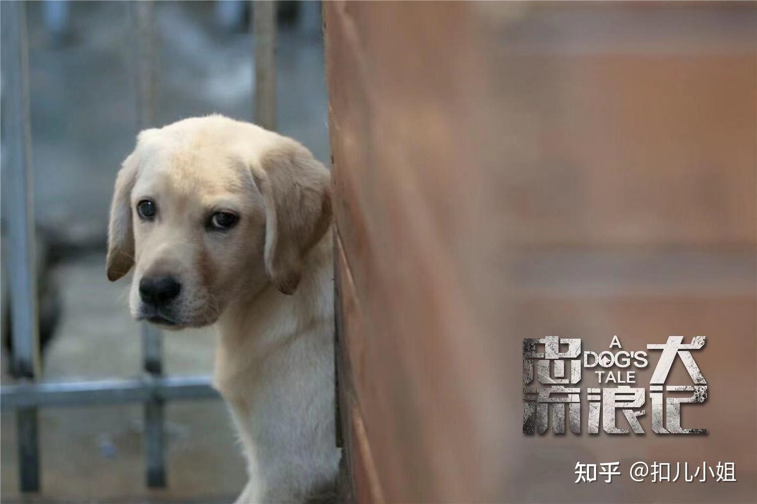 《忠犬流浪记》:道阻且长流浪远方,只为重温最初陪伴 - 知乎