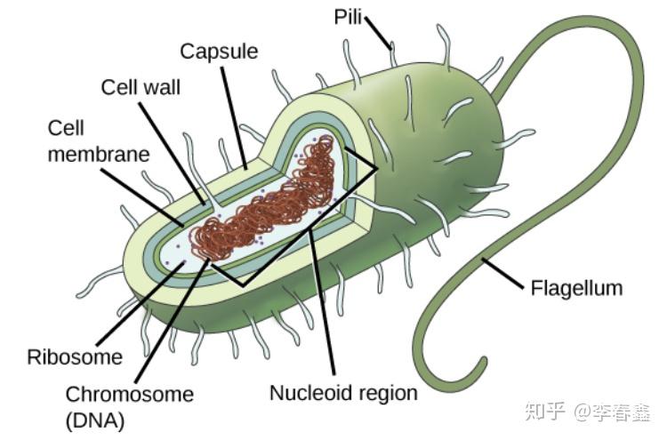 包围整个细胞,防止细胞bursting,主要成分是肽聚糖(peptidoglycan)