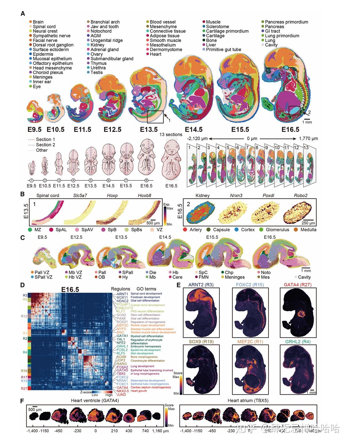 时空转录组：Spatially resolved transcriptomic - 知乎