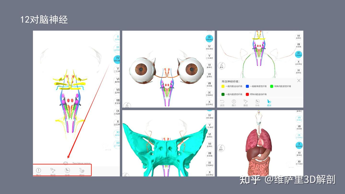 40张图查看解剖大师和维萨里3D解剖的区别！ - 知乎