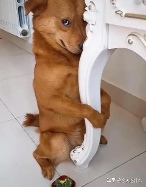 一只狗日子过得潇洒会有以下表现