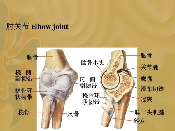 胳膊肘关节解剖图图片