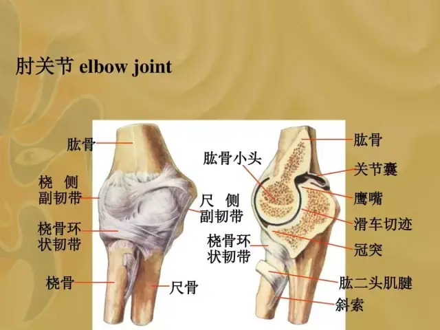 肘关节超伸是由很多原因导致的,比如韧带过度松弛,不良习惯和体态