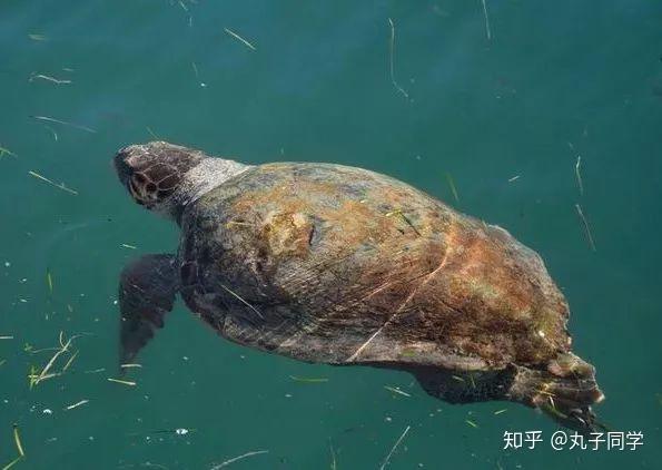 是现存最古老的爬行动物,目前赤蠵龟被国际自然保护联盟列为濒危物种