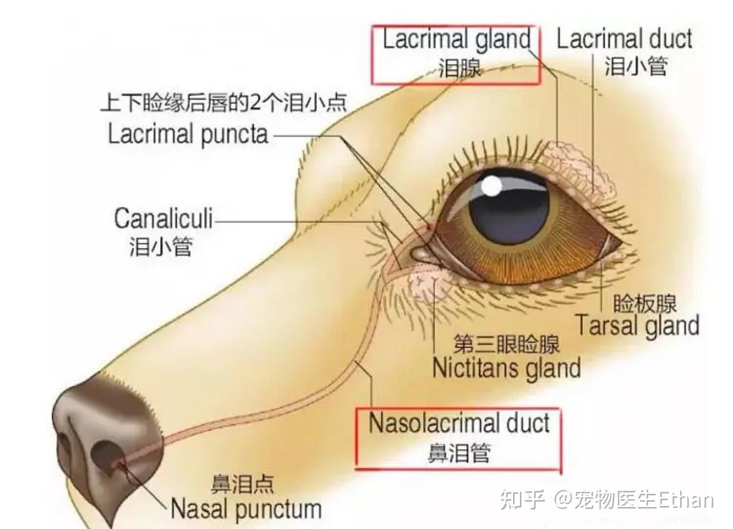 狗鼻子解剖图图片