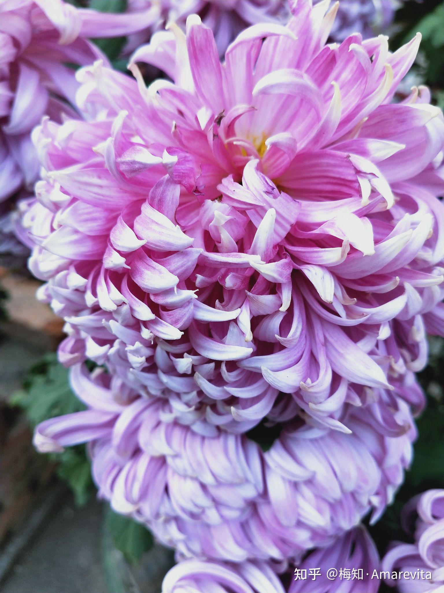 紫菊十二月六日2021年365日一日七话题