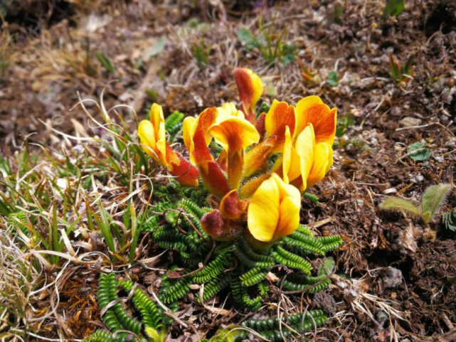 镜头下的玉龙雪山奇花异草见证了丽江生物多样性之美
