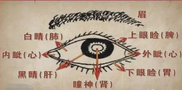 中医将眼睛大体分为胞睑,两眦,白睛,黑睛和瞳神五个部份