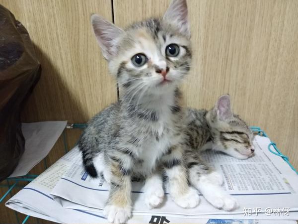 养猫记17冬菇一家子