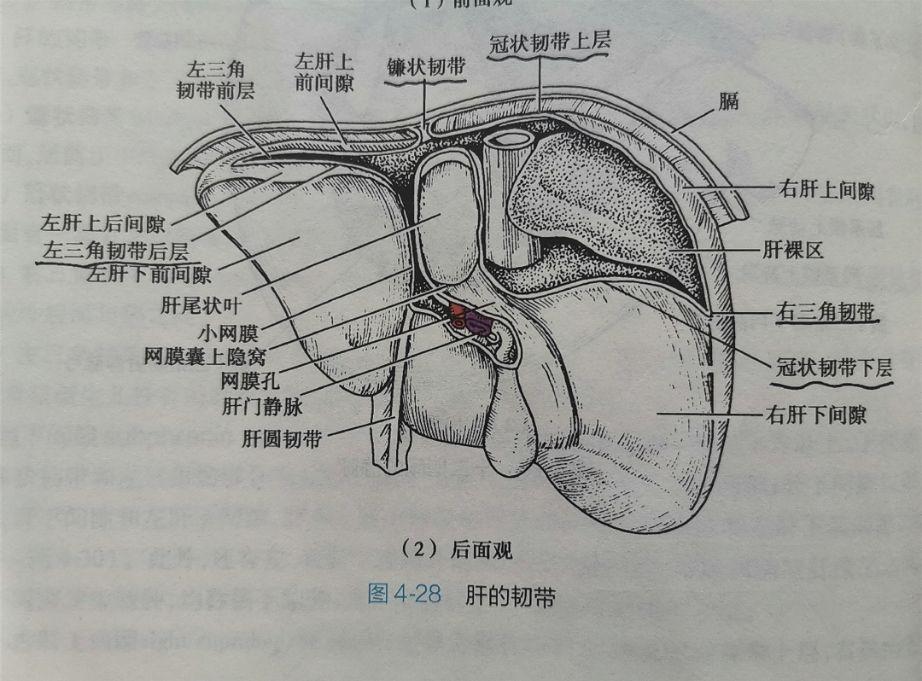 膈面脏面图片