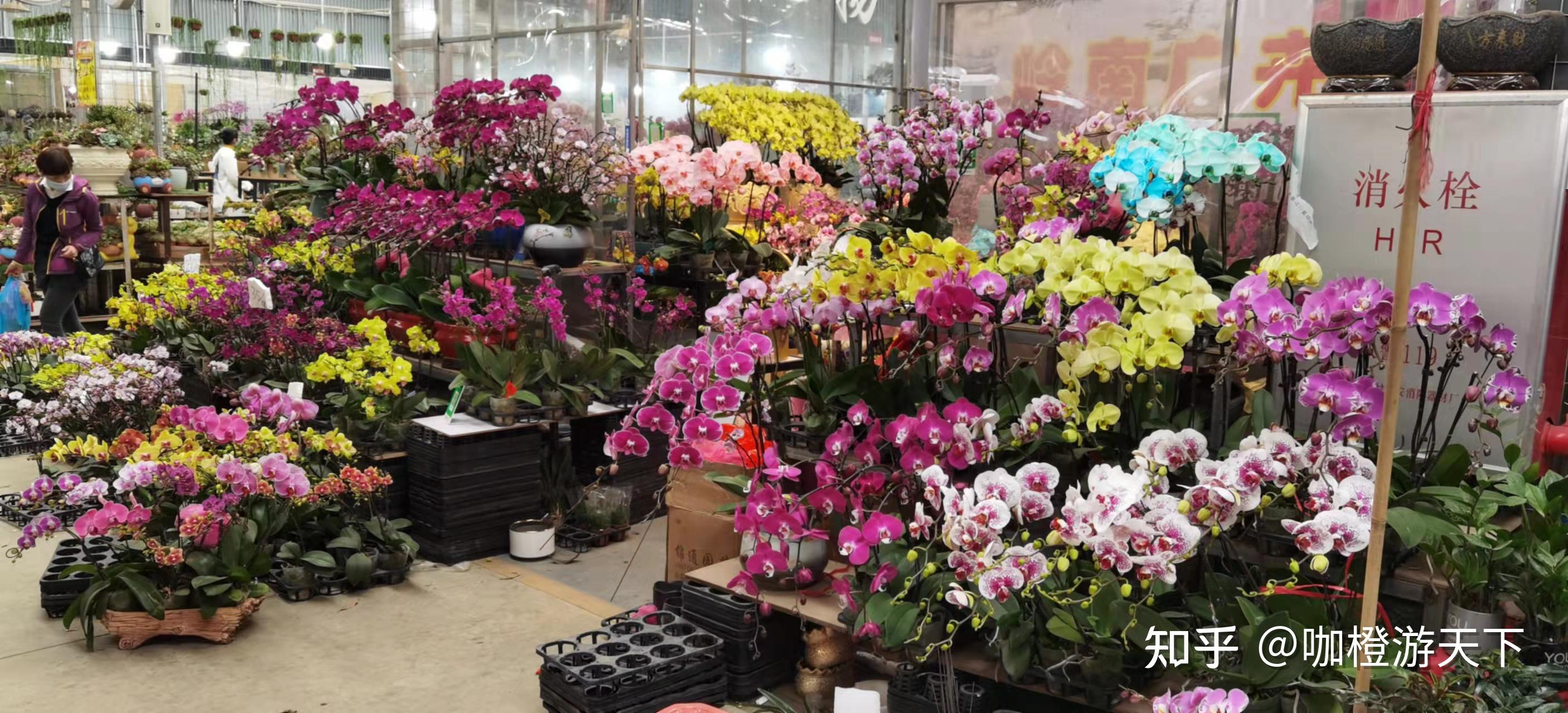 汕头花卉市场图片