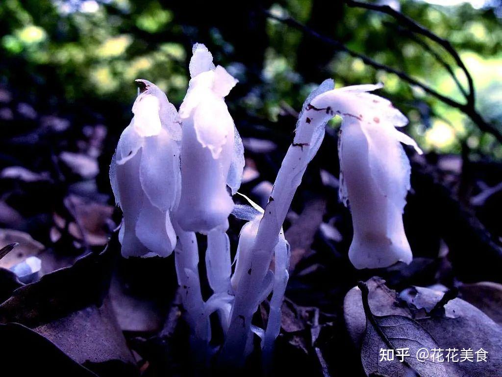 罕见！云南发现国家近危级别珍稀植物水晶兰 - 头条轮播图 - 新湖南