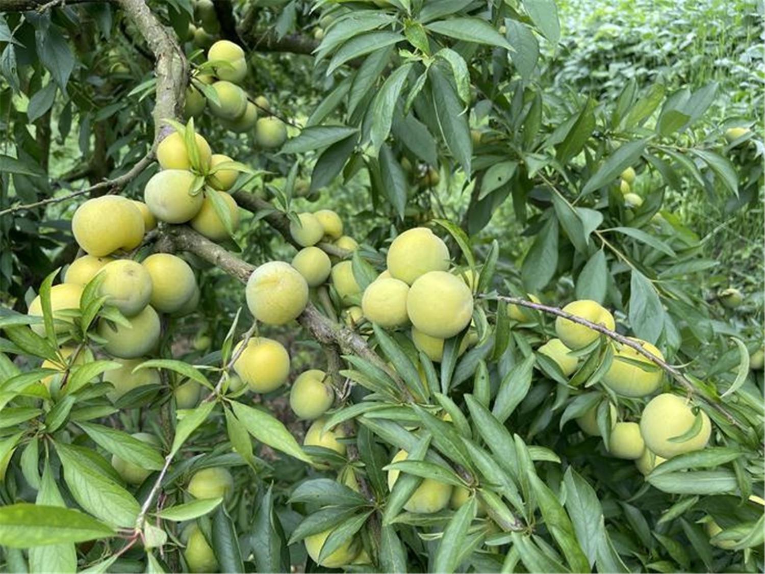 重庆李子采摘攻略主城5个基地北碚品种最多4元一斤太划算了