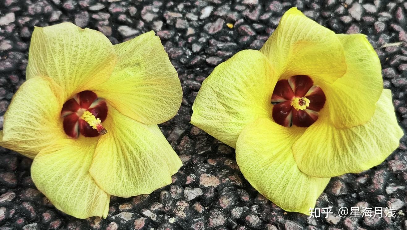 植物篇︱黄槿：花开娇媚，朝开暮落，又美又短暂 - 知乎