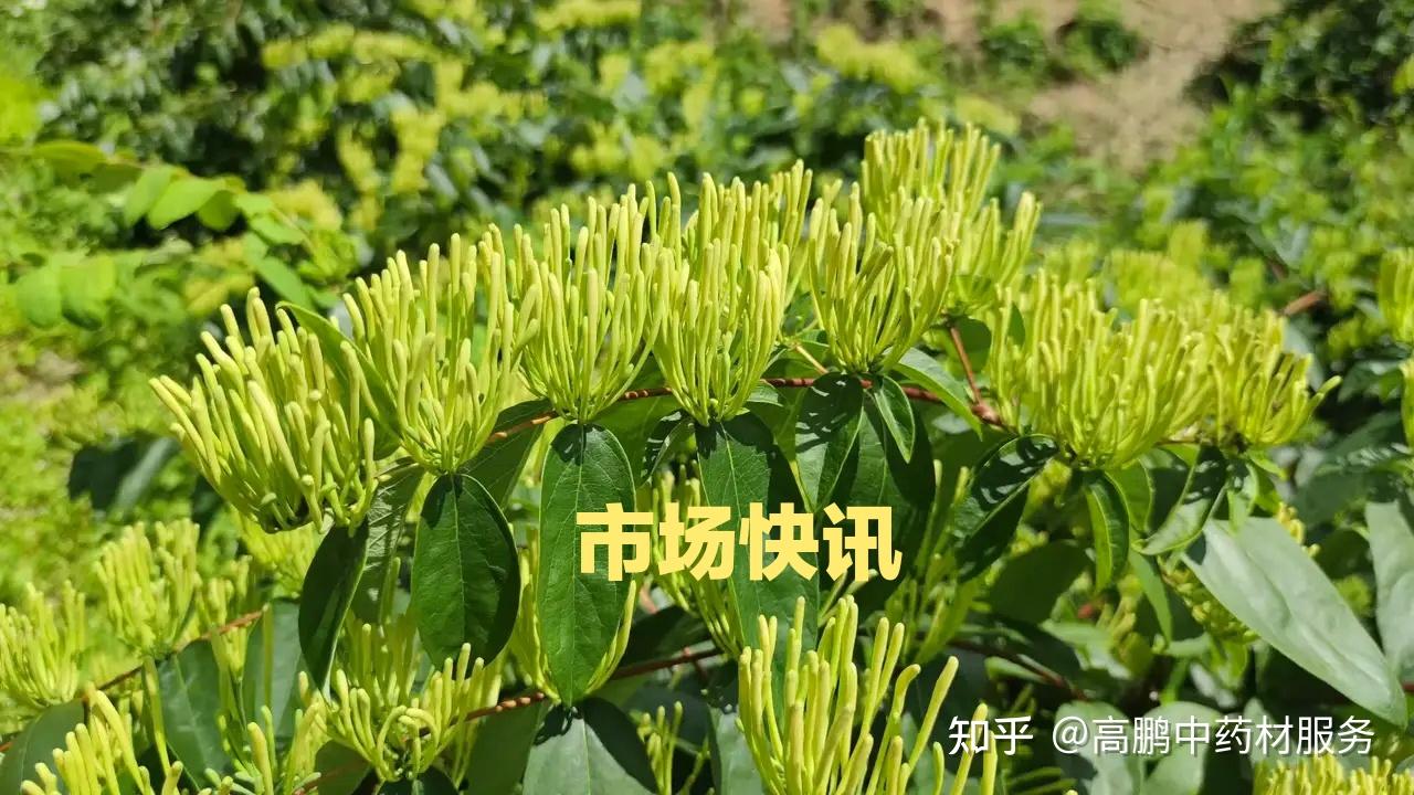高鹏说药材：2022年11月1日合欢花上涨，枣仁、沙苑子、防风坚挺 知乎 
