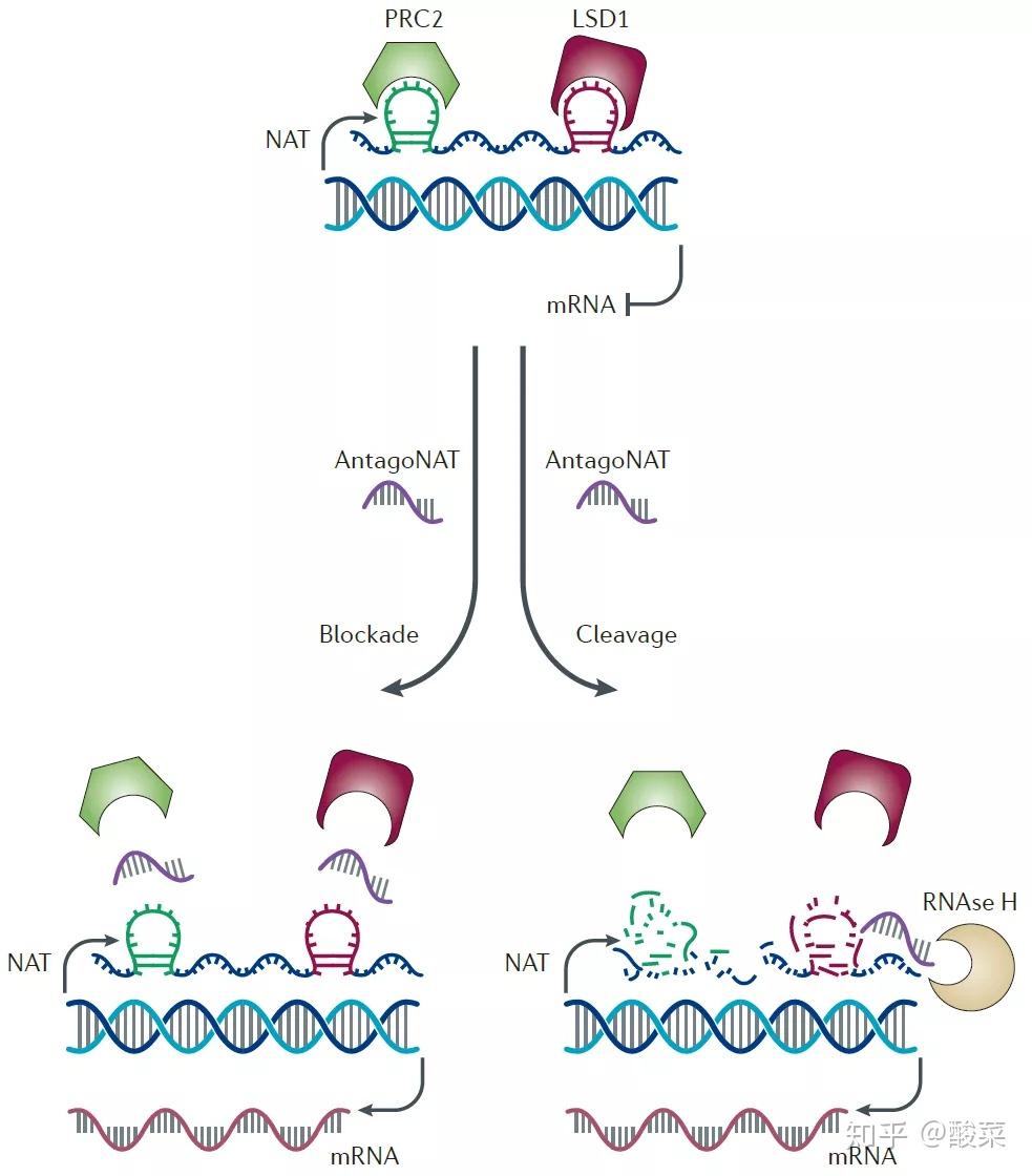 肿瘤与lncRNA，一文秒懂两大国自然常青树 - 知乎