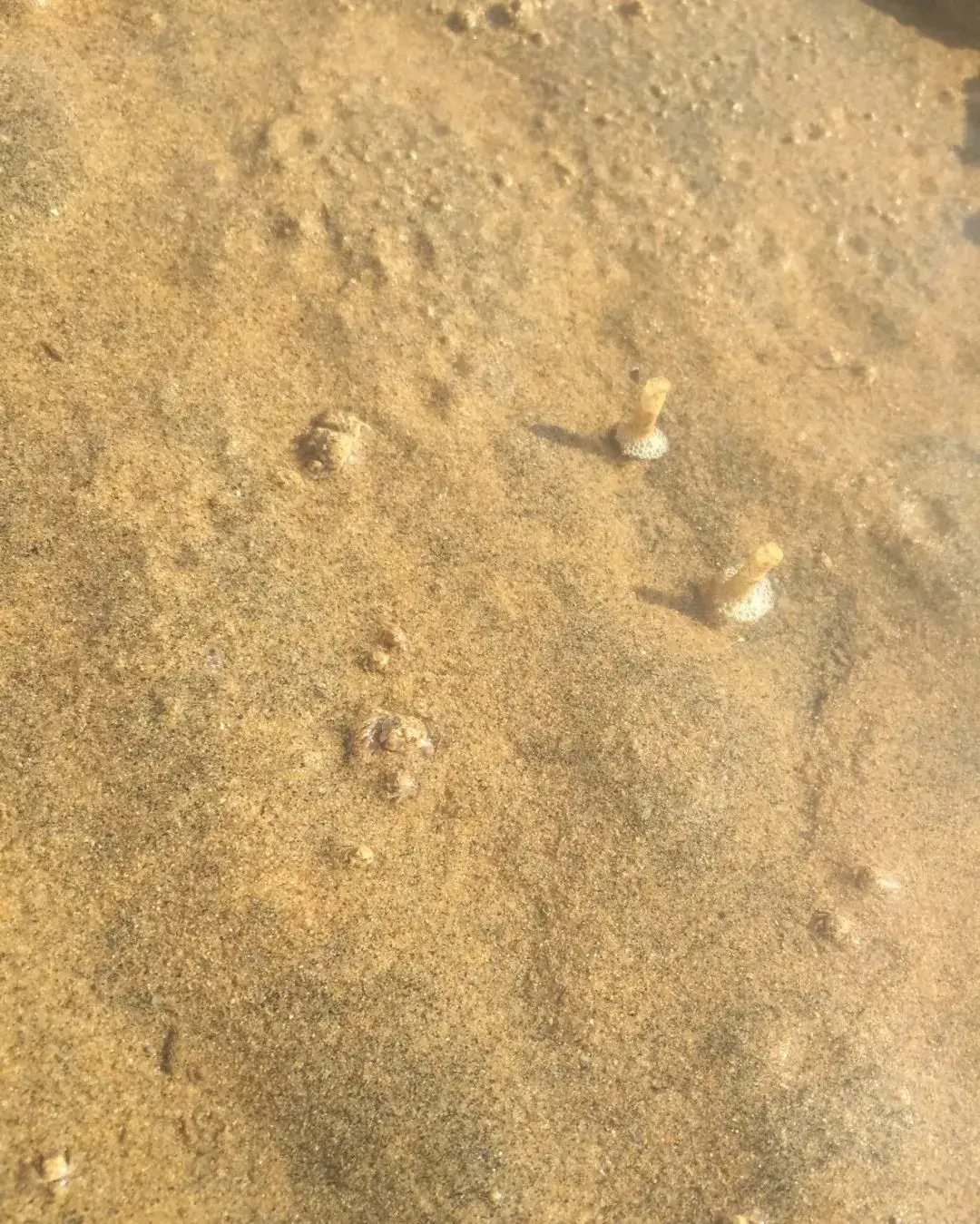 这些管子里住着谁?挖出来看看!(作者:于海成)